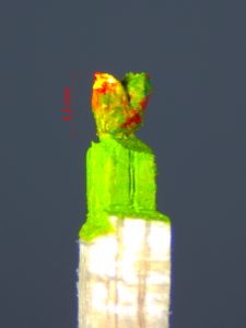 Bunter-Vogel-grün-gelb-rot-mit-Maßstab-1,2 Millimeter-klein