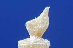 Vogel-Mikro-Figur-Zahnstocher-toothpick-carved